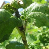 Kako liječiti ribizle od lisnih uši